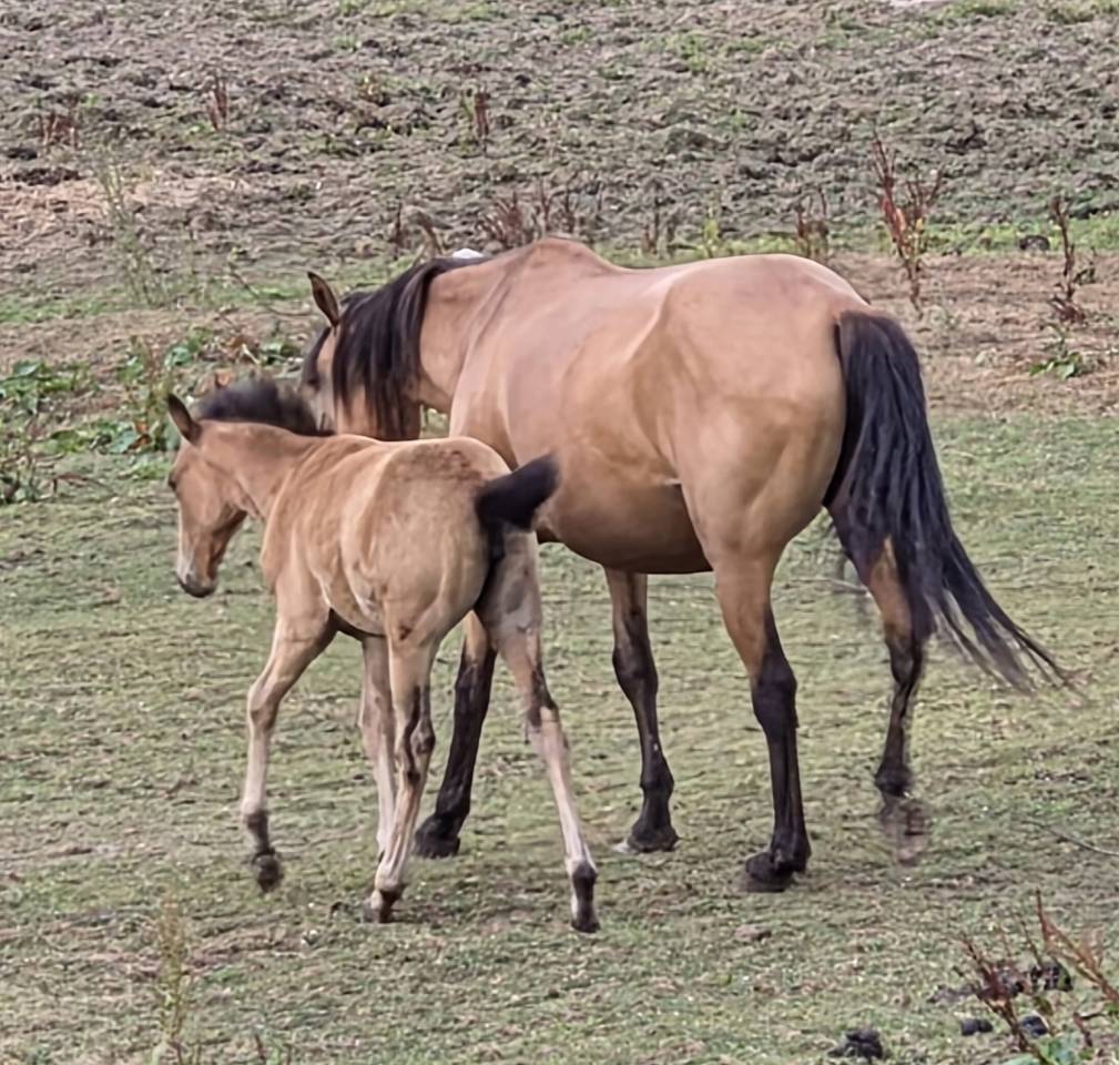 Puledra Lusitano In vendita 2026 Isabella