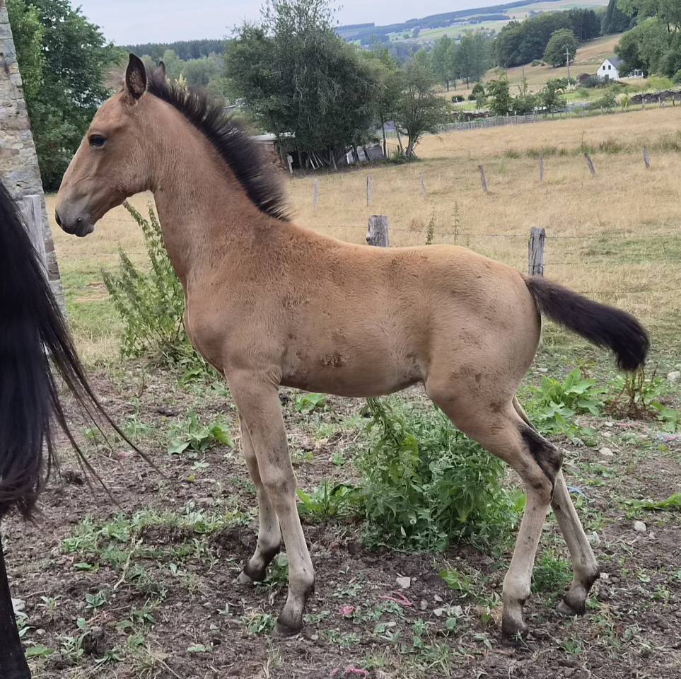 Puledra Lusitano In vendita 2026 Isabella