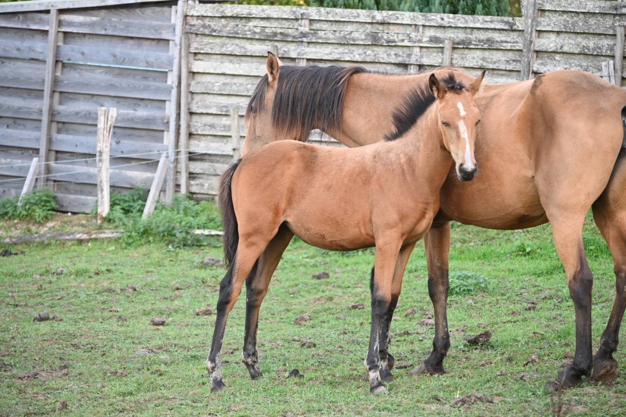 Puledra Lusitano In vendita 2026 Isabella