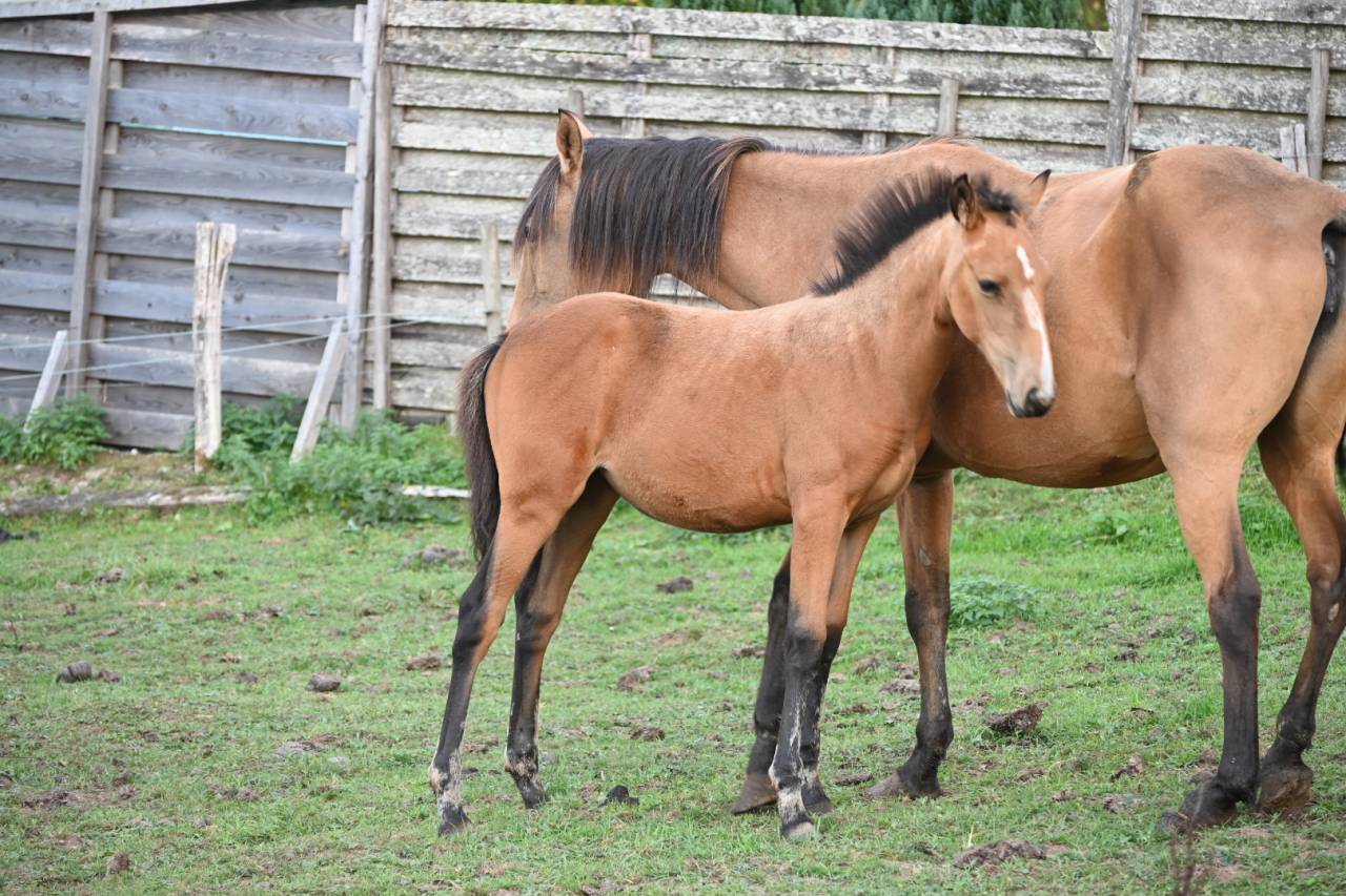 Puledra Lusitano In vendita 2026 Isabella