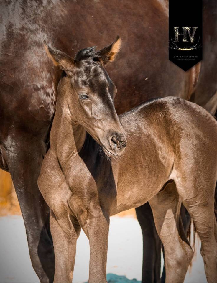 Puledra KWPN Cavallo da Sport Neerlandese In vendita 2026 Nero ,  Perfect Silver Legend