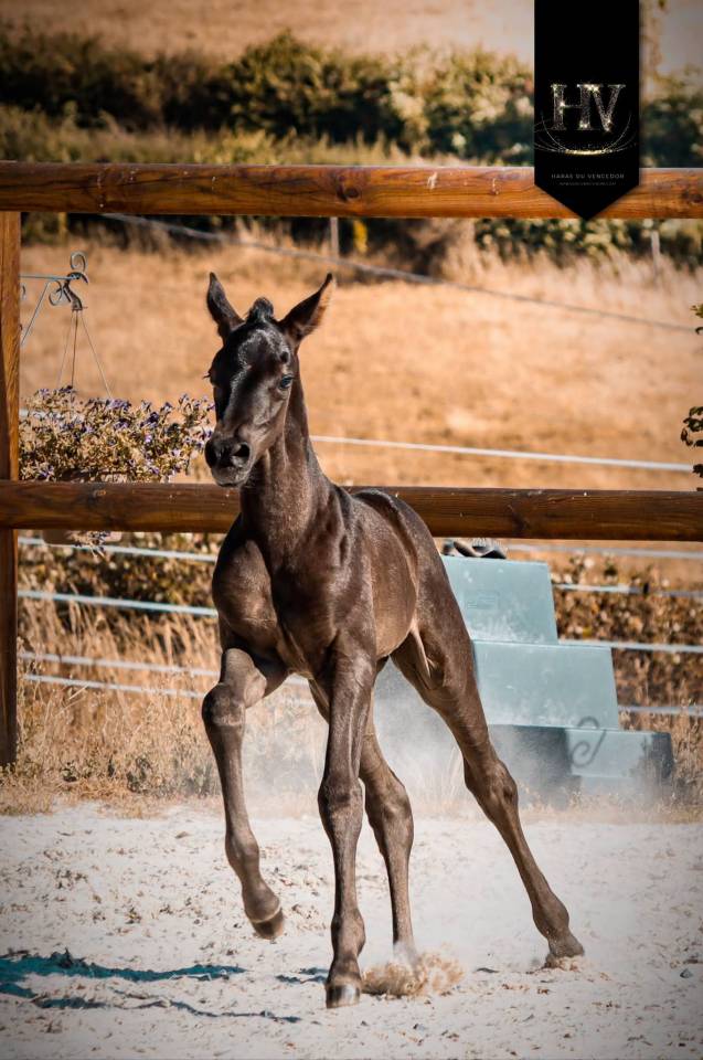 Puledra KWPN Cavallo da Sport Neerlandese In vendita 2026 Nero ,  Perfect Silver Legend