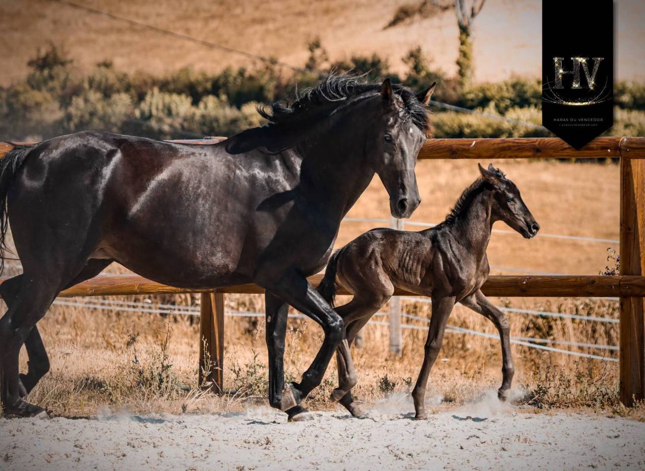 Puledra KWPN Cavallo da Sport Neerlandese In vendita 2026 Nero ,  Perfect Silver Legend