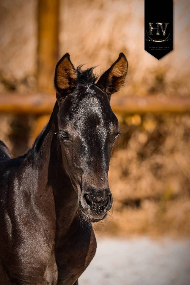 Puledra KWPN Cavallo da Sport Neerlandese In vendita 2026 Nero ,  Perfect Silver Legend