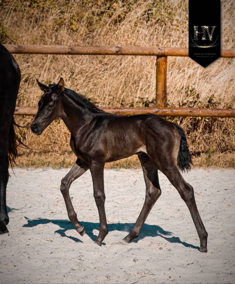 Puledra KWPN Cavallo da Sport Neerlandese In vendita 2026 Nero ,  Perfect Silver Legend