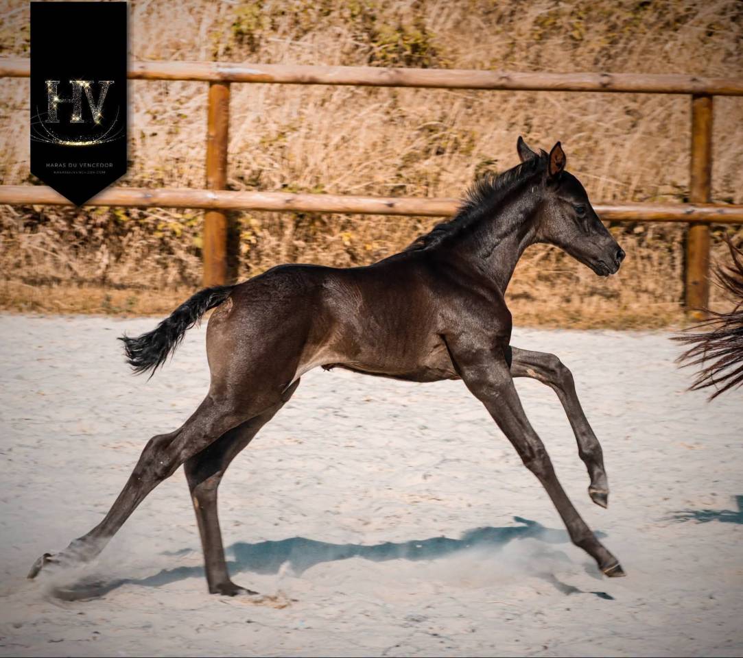 Puledra KWPN Cavallo da Sport Neerlandese In vendita 2026 Nero ,  Perfect Silver Legend