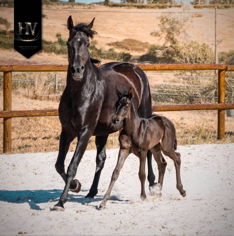 Puledra KWPN Cavallo da Sport Neerlandese In vendita 2026 Nero ,  Perfect Silver Legend