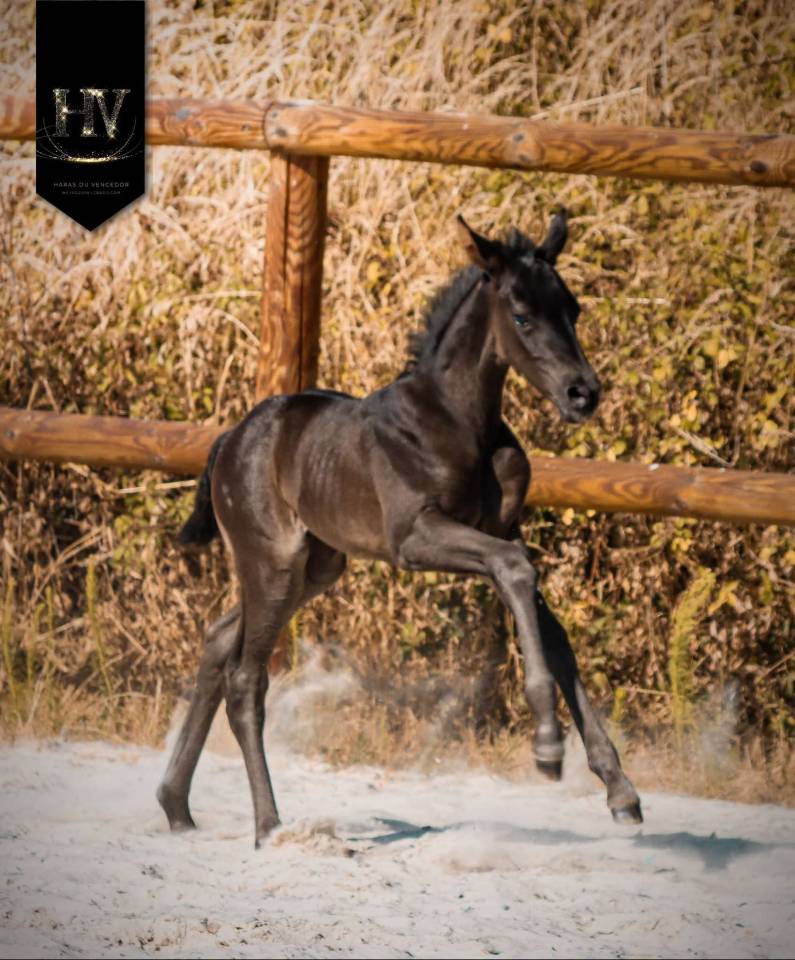 Puledra KWPN Cavallo da Sport Neerlandese In vendita 2026 Nero ,  Perfect Silver Legend