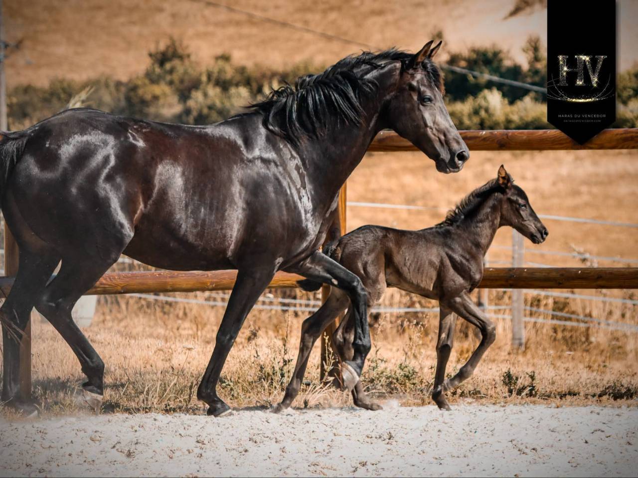 Puledra KWPN Cavallo da Sport Neerlandese In vendita 2026 Nero ,  Perfect Silver Legend