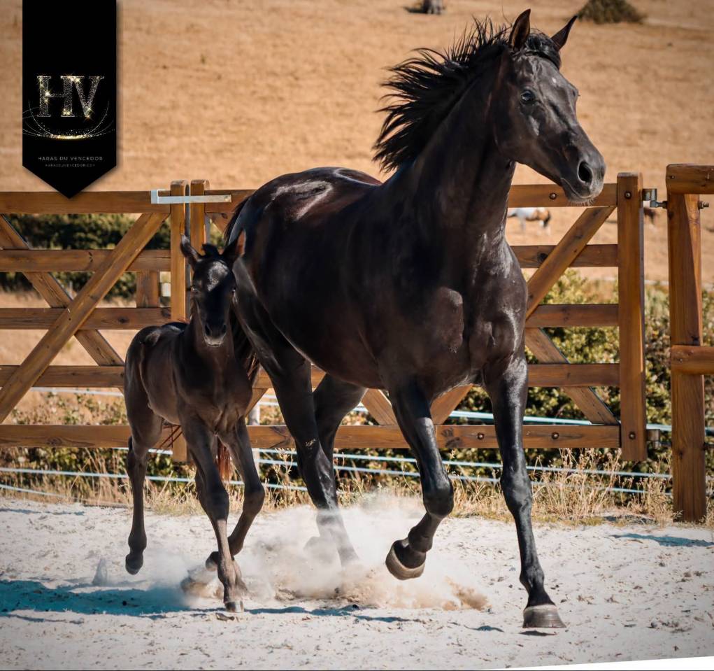 Puledra KWPN Cavallo da Sport Neerlandese In vendita 2026 Nero ,  Perfect Silver Legend