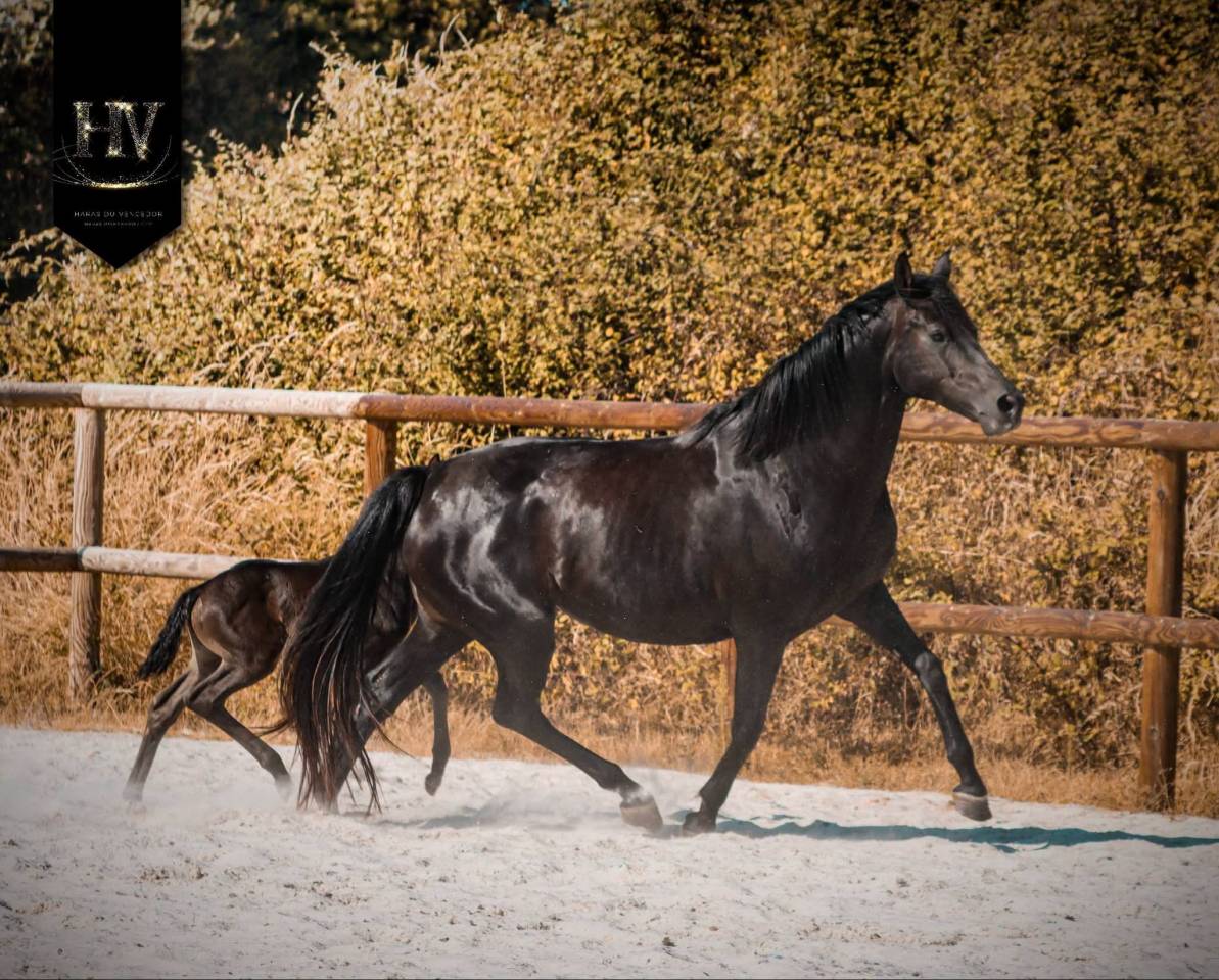 Puledra KWPN Cavallo da Sport Neerlandese In vendita 2026 Nero ,  Perfect Silver Legend
