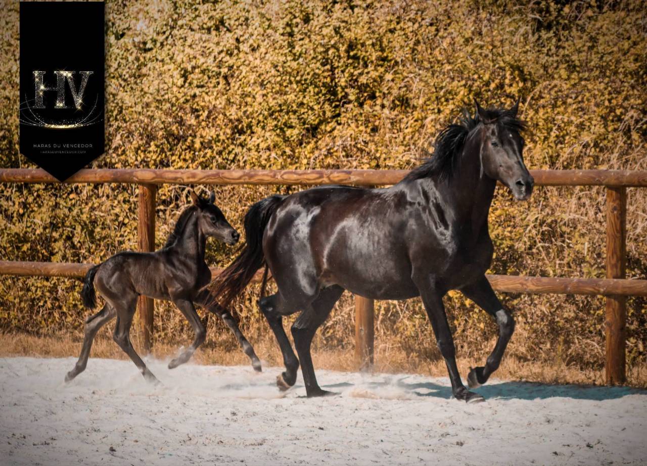 Puledra KWPN Cavallo da Sport Neerlandese In vendita 2026 Nero ,  Perfect Silver Legend