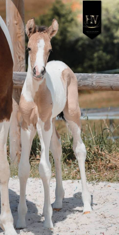 Puledro KWPN Cavallo da Sport Neerlandese In vendita 2026 Tobiano