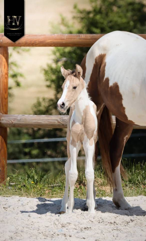 Puledro KWPN Cavallo da Sport Neerlandese In vendita 2026 Tobiano
