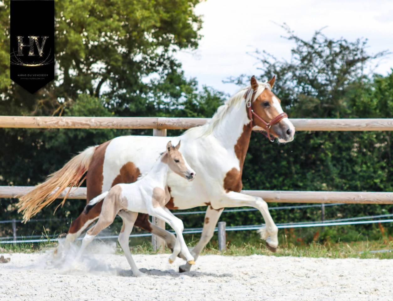 Puledro KWPN Cavallo da Sport Neerlandese In vendita 2026 Tobiano
