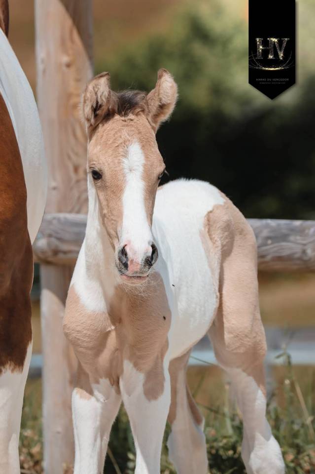 Puledro KWPN Cavallo da Sport Neerlandese In vendita 2026 Tobiano