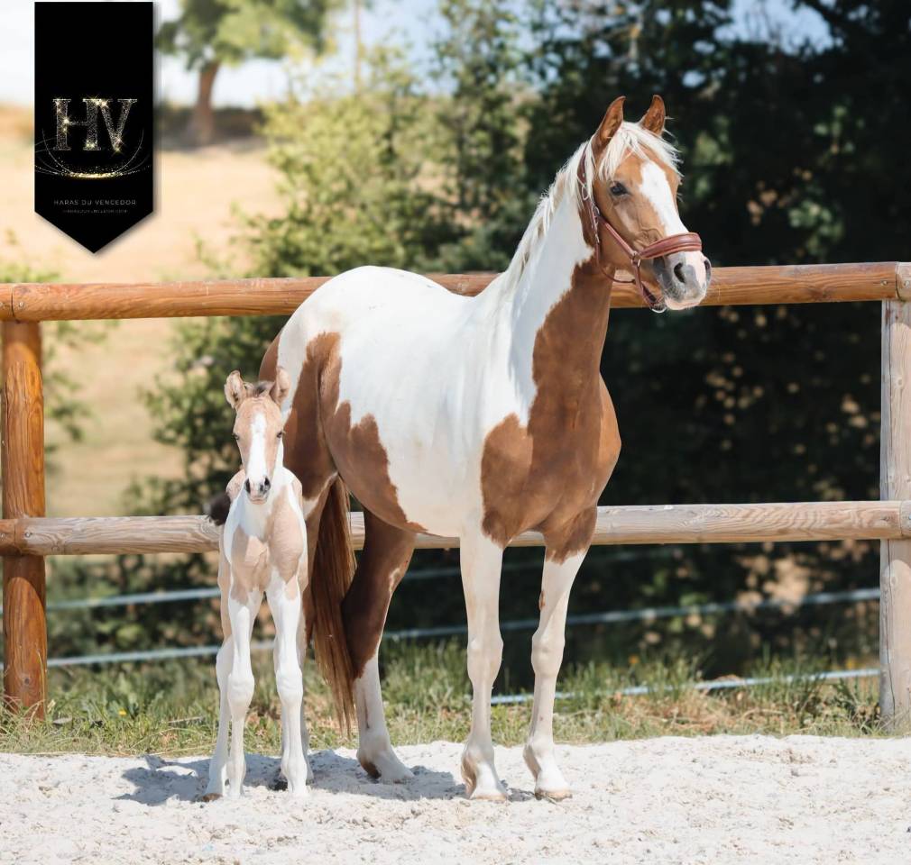 Puledro KWPN Cavallo da Sport Neerlandese In vendita 2026 Tobiano