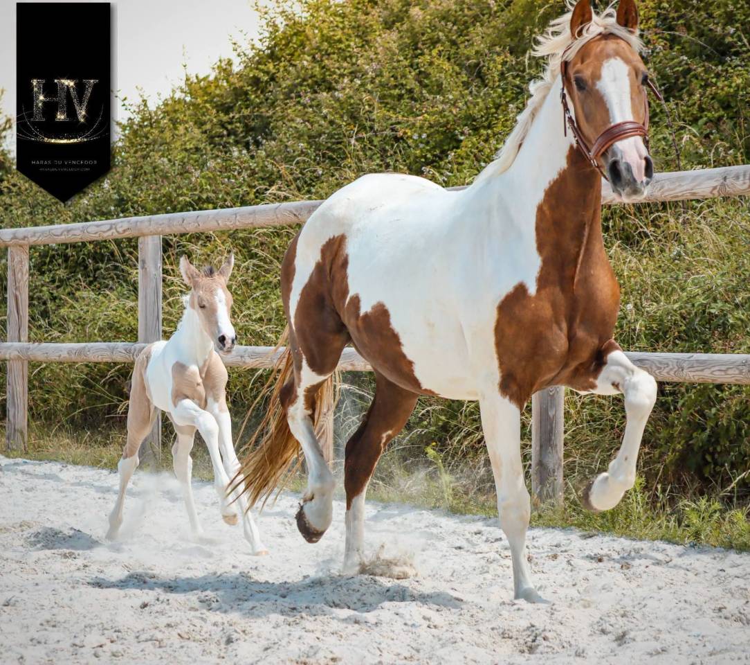 Puledro KWPN Cavallo da Sport Neerlandese In vendita 2026 Tobiano