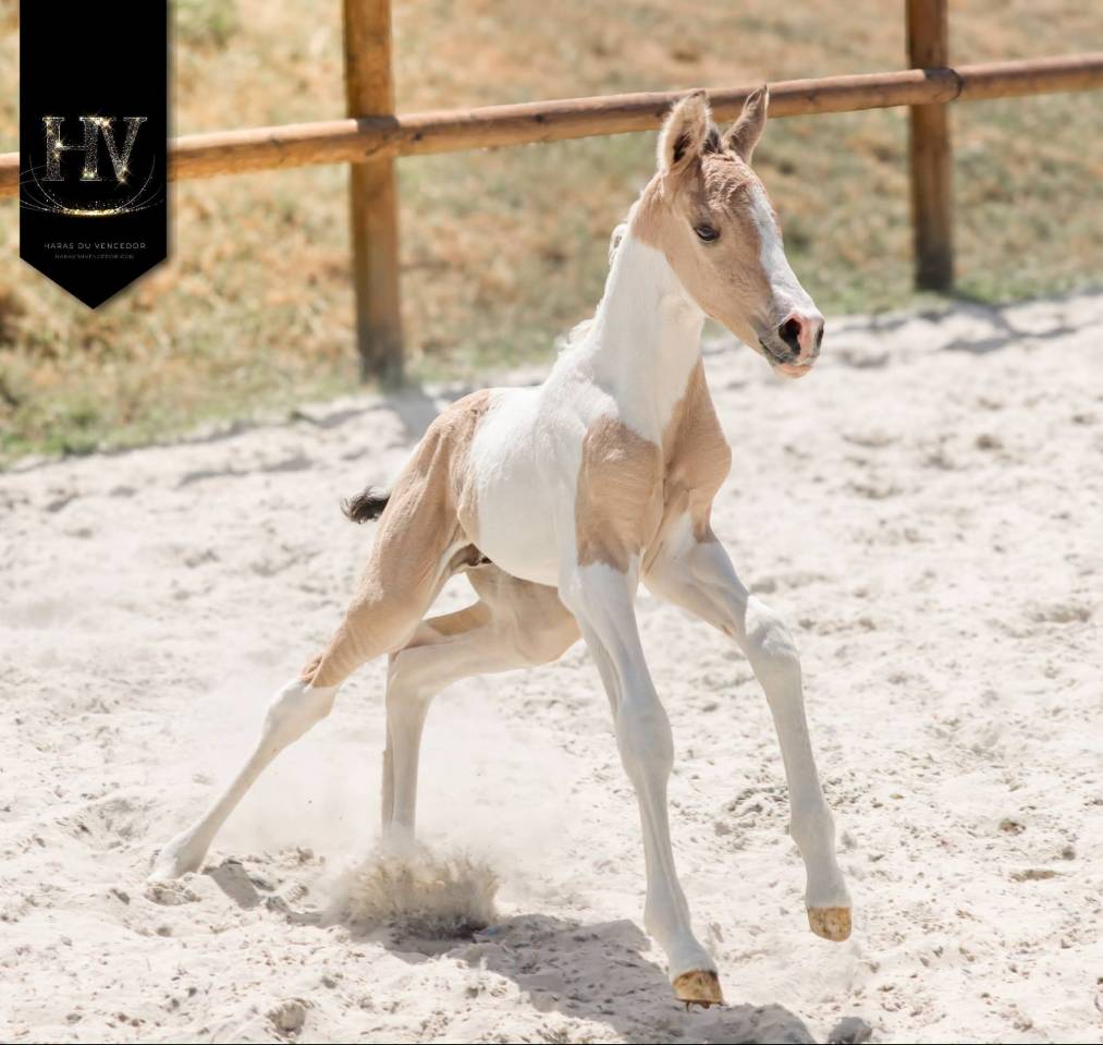 Puledro KWPN Cavallo da Sport Neerlandese In vendita 2026 Tobiano