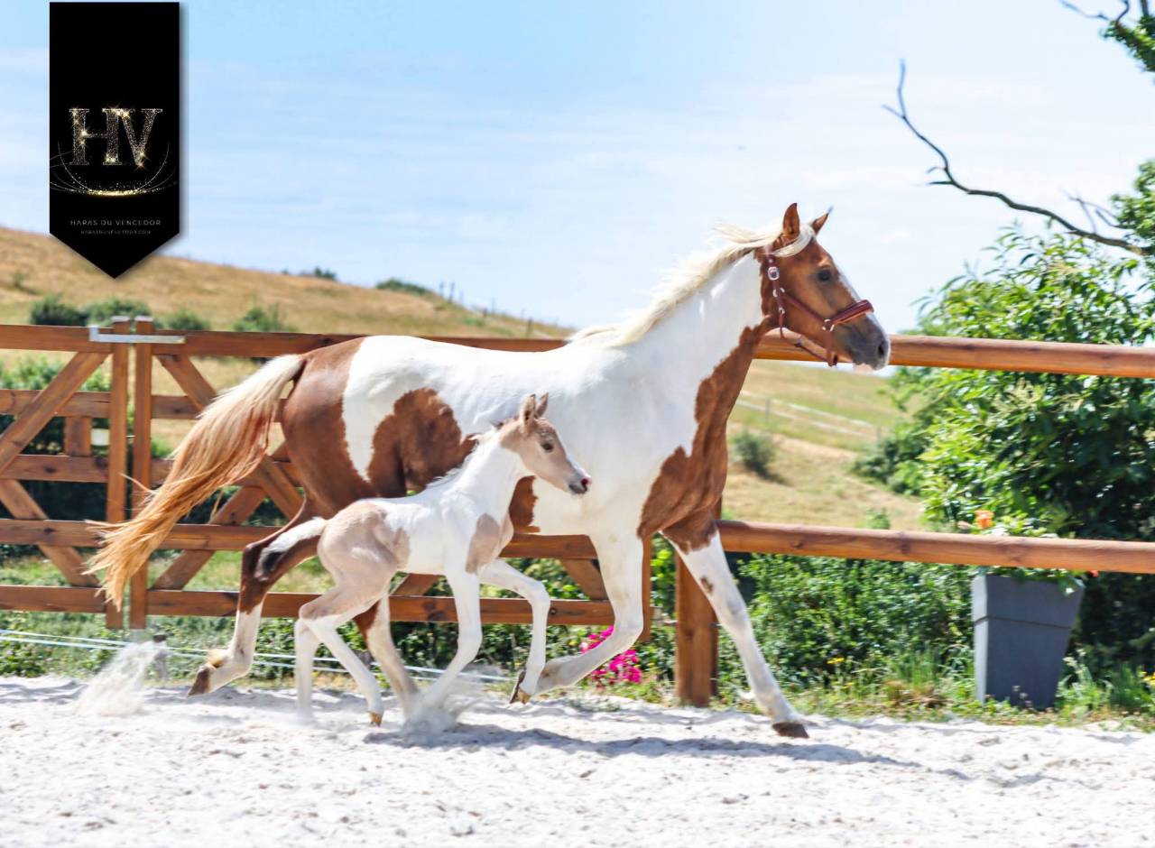 Puledro KWPN Cavallo da Sport Neerlandese In vendita 2026 Tobiano