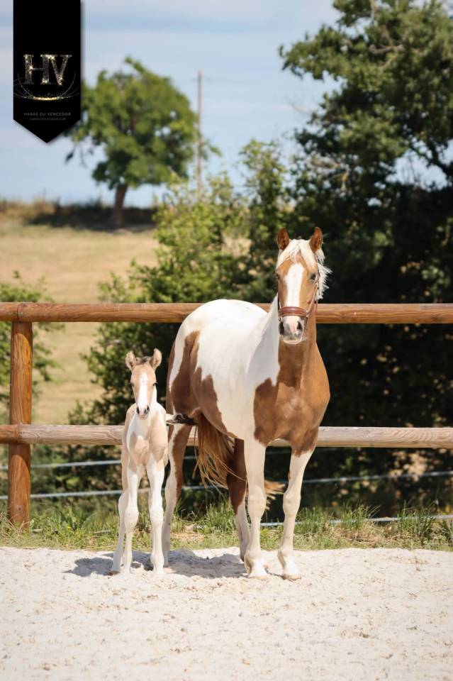 Puledro KWPN Cavallo da Sport Neerlandese In vendita 2026 Tobiano