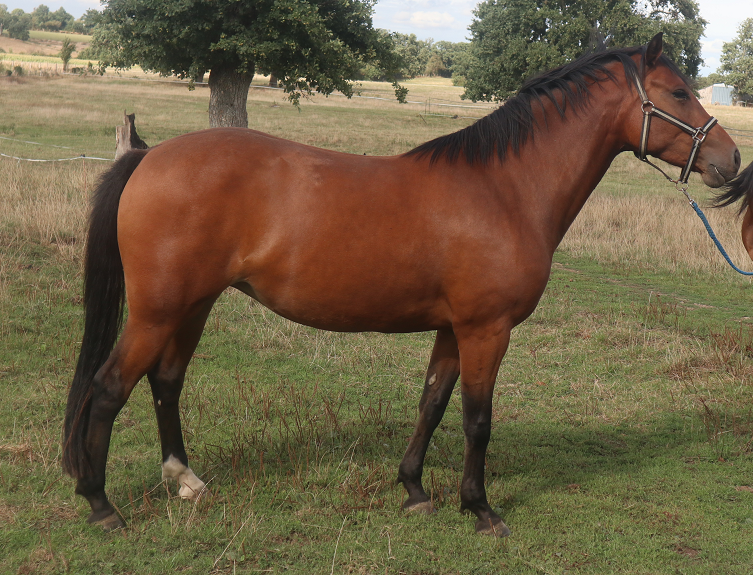 Cavalla PFS Pony Francese da Sella In vendita 2023 Baio ,  O Ma Dou&eacute; Kersidal