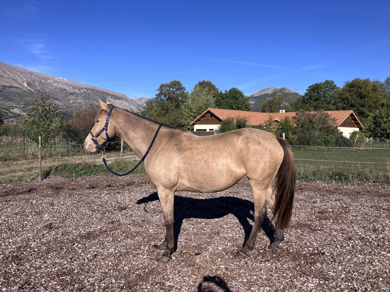 Cavalla Origine non conosciuta  In vendita 2021 Champagne ,  Daiquiri du Cleret (OC)