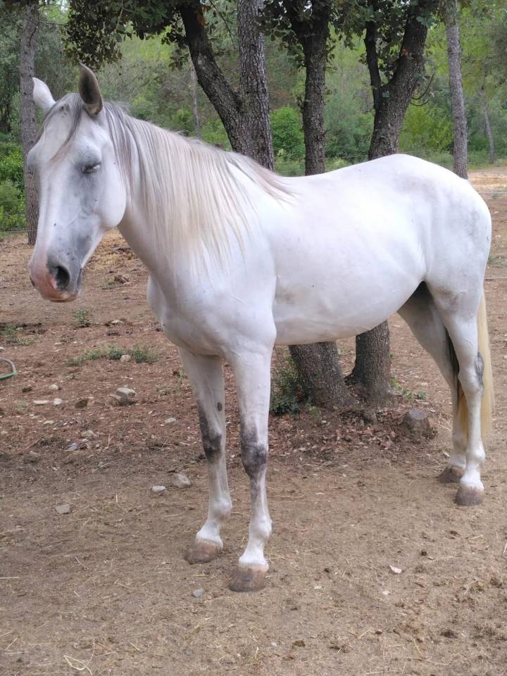 Cavalla Lusitano In vendita 2020 Bianco