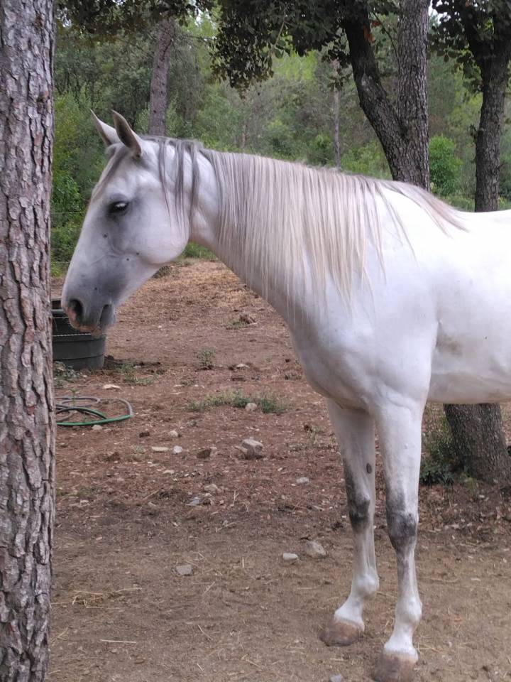 Cavalla Lusitano In vendita 2020 Bianco
