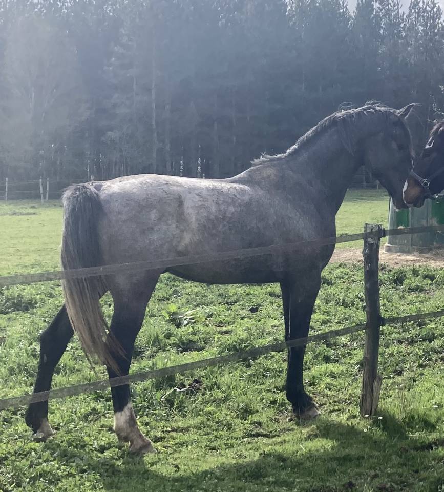 Stallone Sella Francese In vendita 2023 Grigio ,  Cristallo l