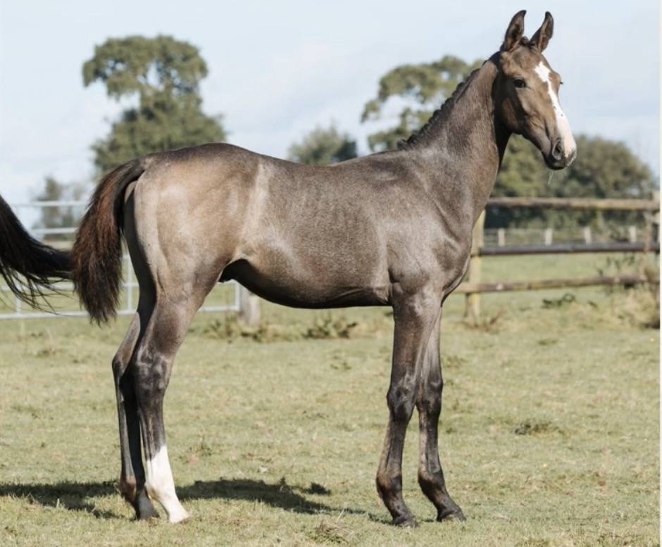 Stallone Sella Francese In vendita 2023 Grigio ,  Cristallo l