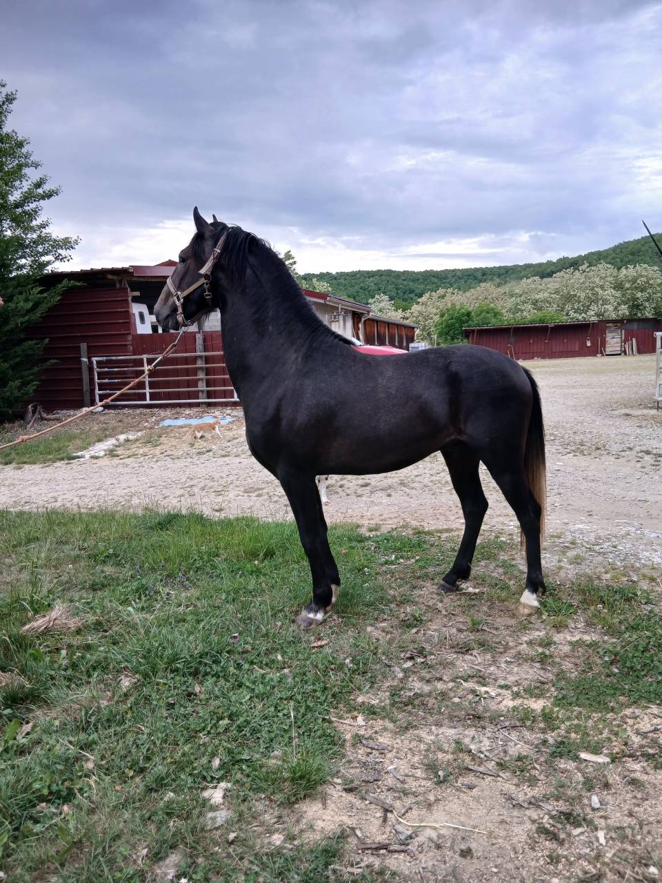 Puledro Berbero In vendita 2023 Grigio ,  P JAOUAD, BA