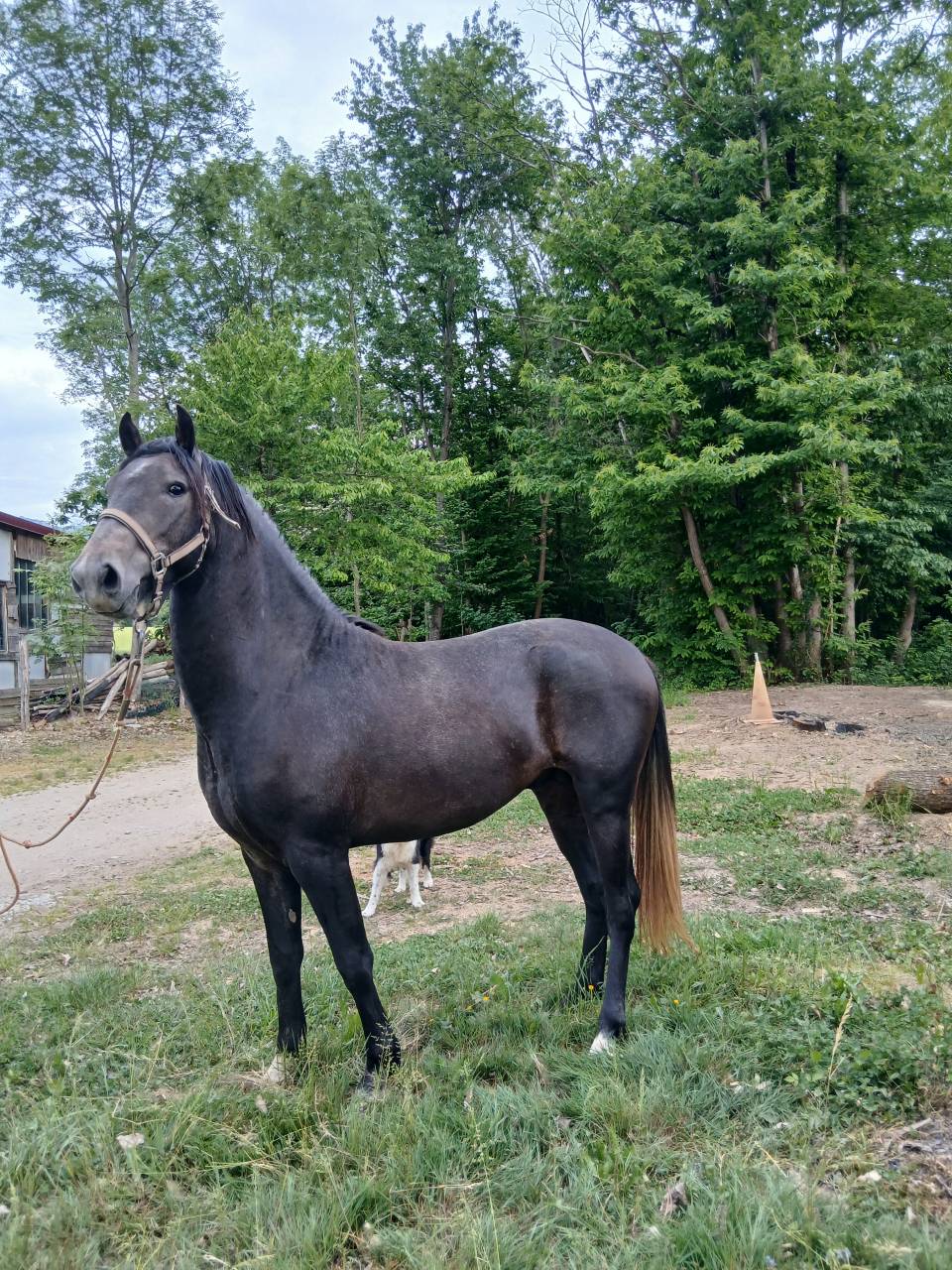 Puledro Berbero In vendita 2023 Grigio ,  P JAOUAD, BA