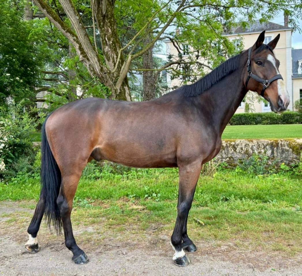 Castrone Sella Francese In vendita 2016 Baio scuro ,  Labrador de Brekka