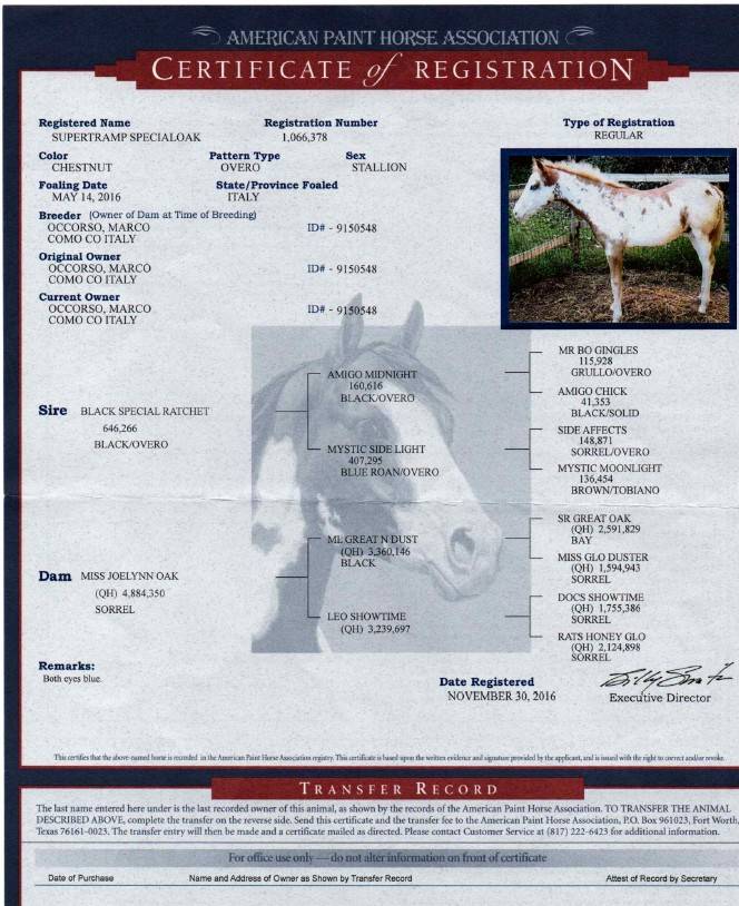Stallone Paint Horse 2016