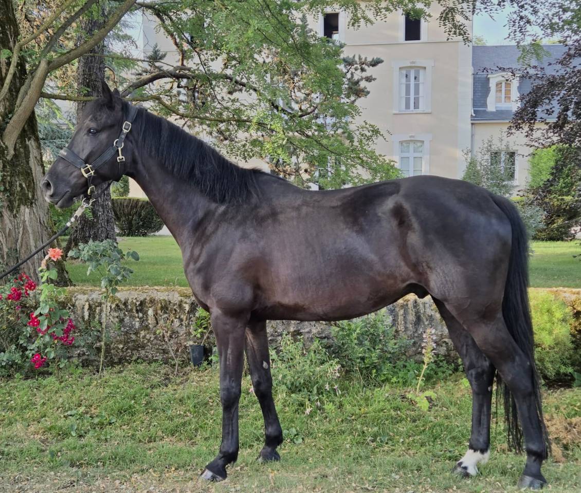 Castrone Hanovrien In vendita 2021 Nero ,  DREAM BOY