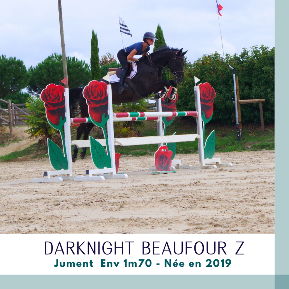 Cavalla Zangersheide In vendita 2019 Baio scuro ,  Dominator 2000 Z