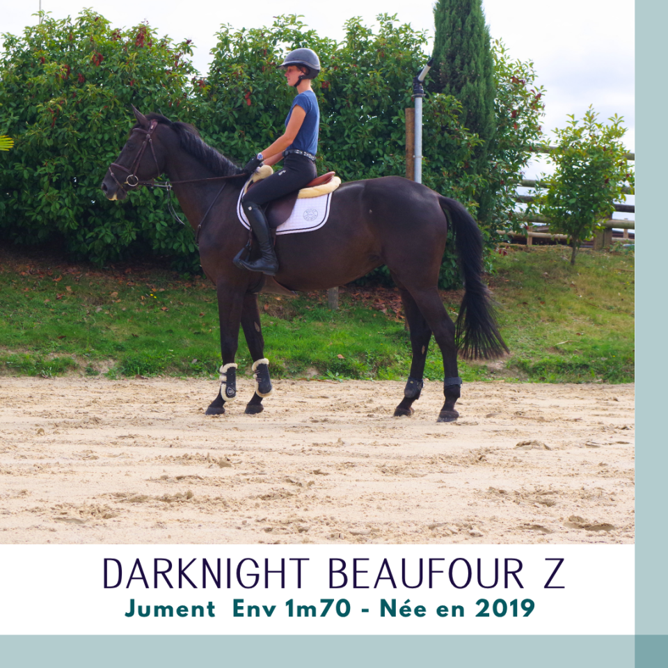Cavalla Zangersheide In vendita 2019 Baio scuro ,  Dominator 2000 Z