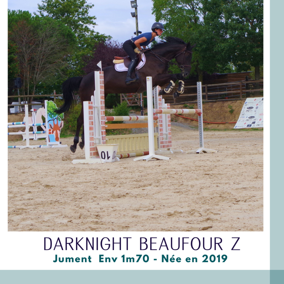 Cavalla Zangersheide In vendita 2019 Baio scuro ,  Dominator 2000 Z