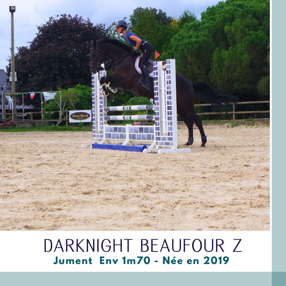 Cavalla Zangersheide In vendita 2019 Baio scuro ,  Dominator 2000 Z