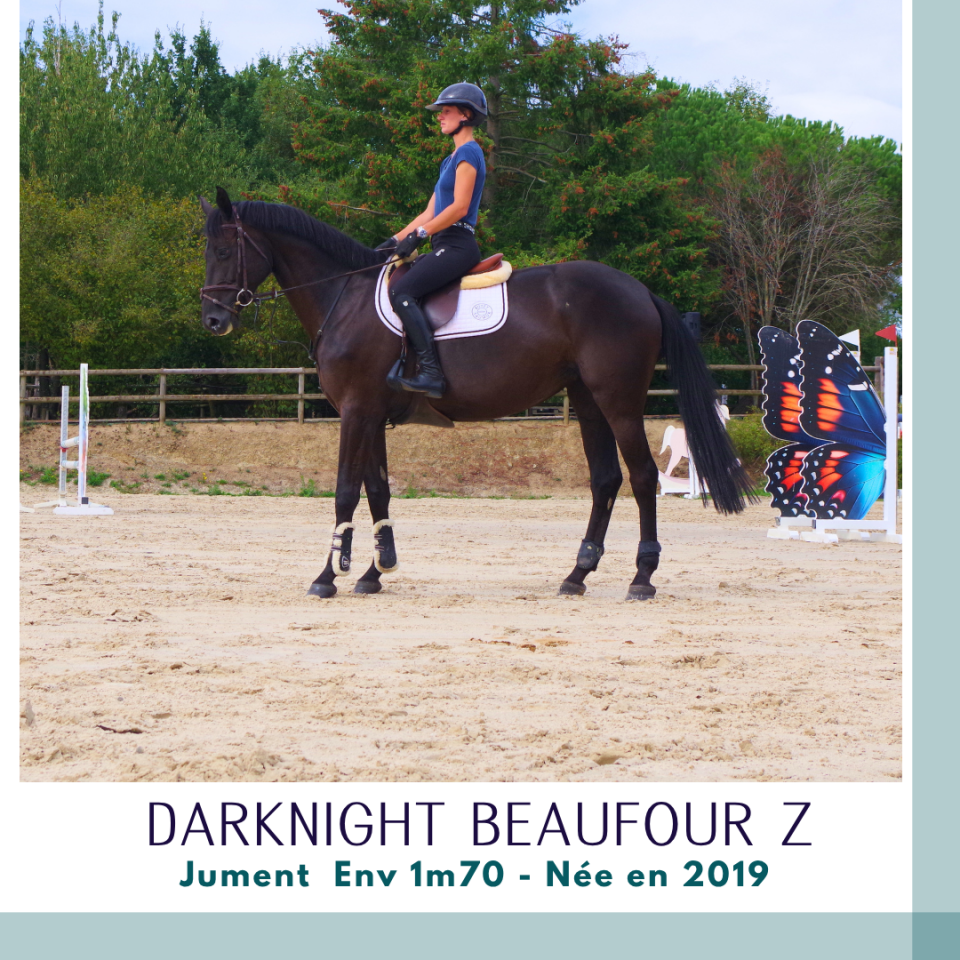 Cavalla Zangersheide In vendita 2019 Baio scuro ,  Dominator 2000 Z