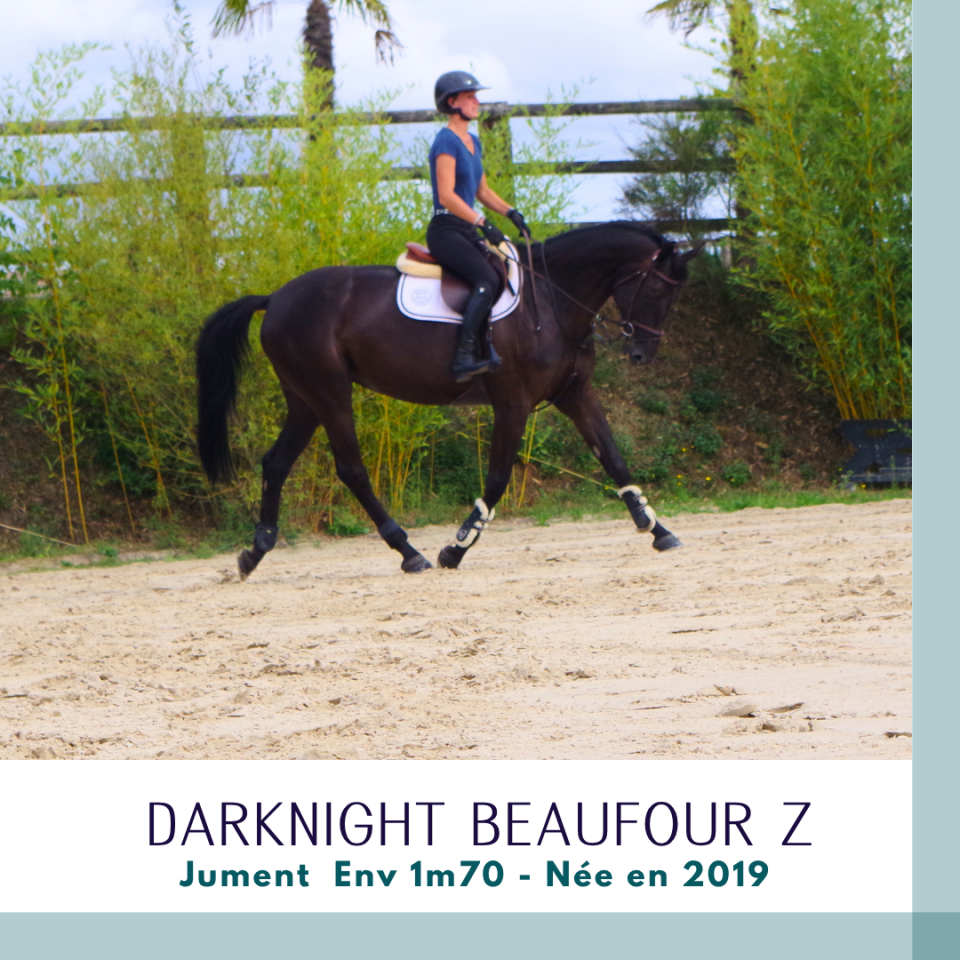 Cavalla Zangersheide In vendita 2019 Baio scuro ,  Dominator 2000 Z