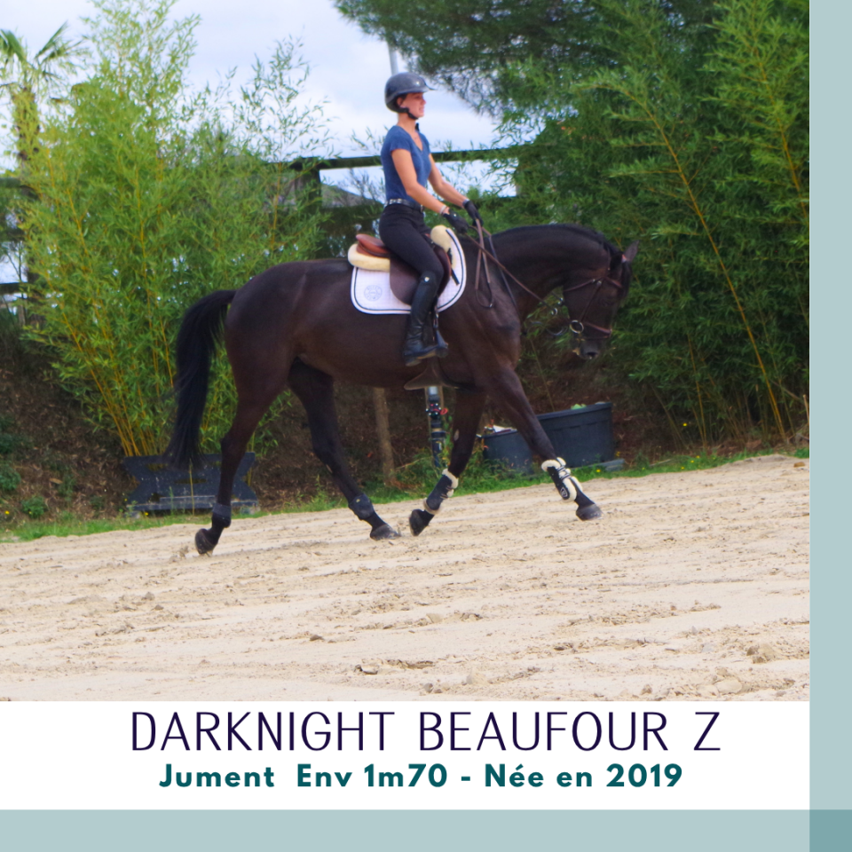 Cavalla Zangersheide In vendita 2019 Baio scuro ,  Dominator 2000 Z