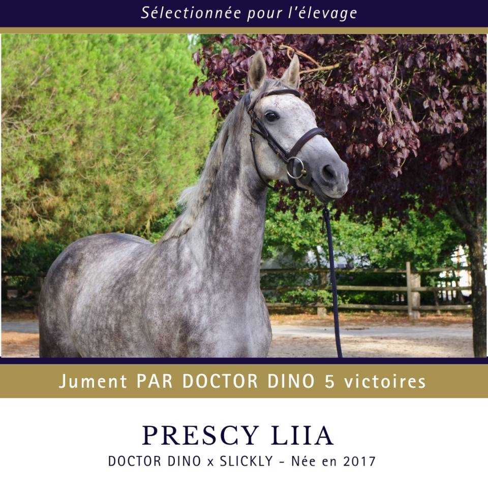 Cavalla Purosangue In vendita 2017 Grigio ,  Doctor Dino