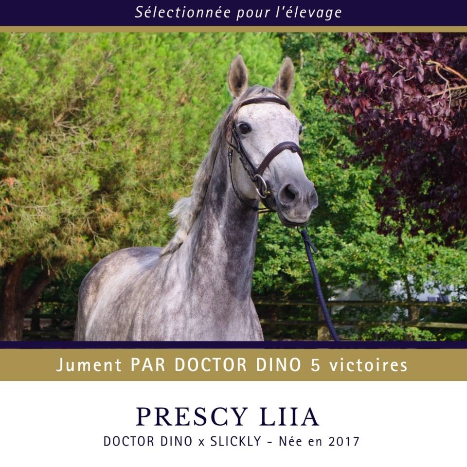 Cavalla Purosangue In vendita 2017 Grigio ,  Doctor Dino