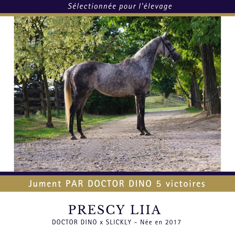 Cavalla Purosangue In vendita 2017 Grigio ,  Doctor Dino