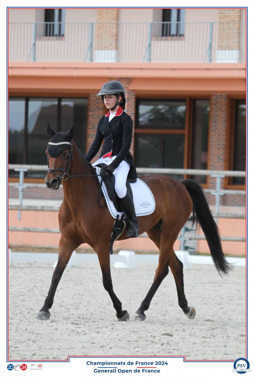 Cavalla PFS Pony Francese da Sella In vendita 2013 Baio ,  SCENDIX