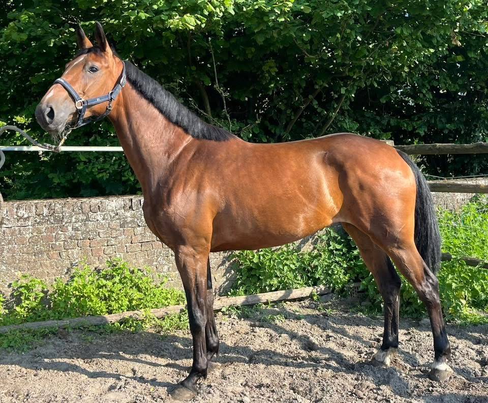 Cavalla sBs Cavallo da Sport Belgio In vendita 2020 Baio