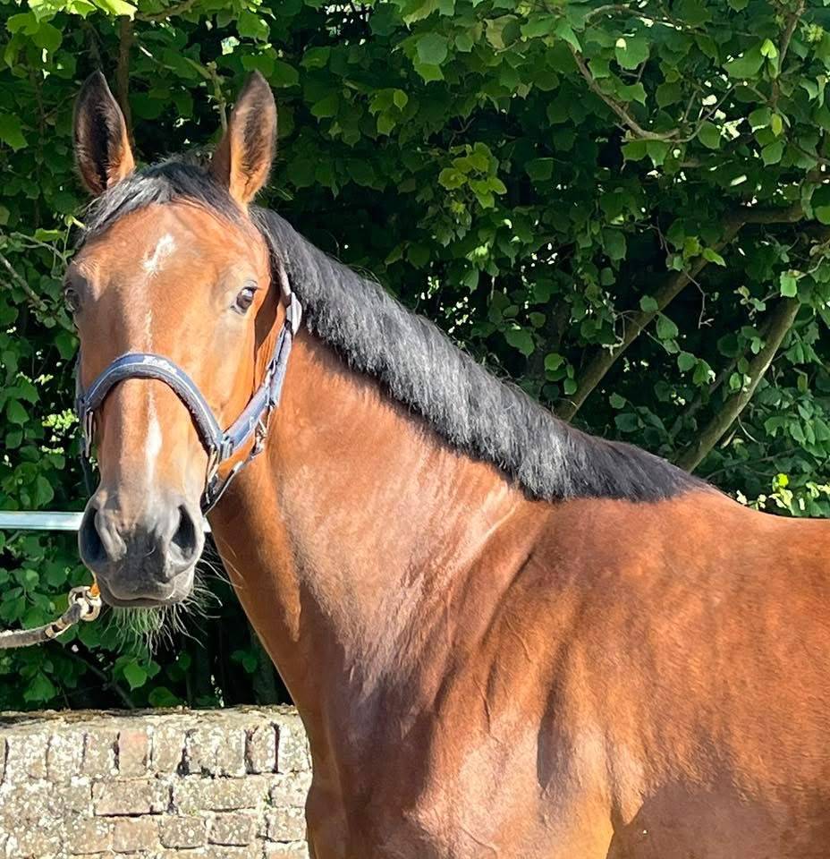 Cavalla sBs Cavallo da Sport Belgio In vendita 2020 Baio
