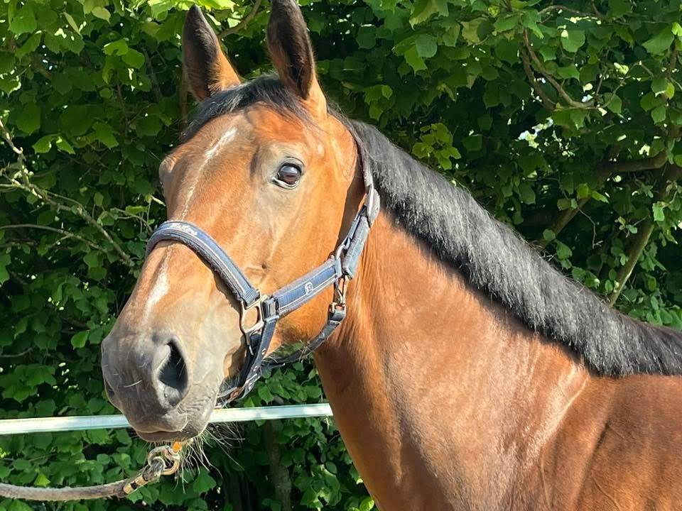 Cavalla sBs Cavallo da Sport Belgio In vendita 2020 Baio